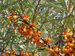 Vivers Càrex - Hippophae rhamnoides 